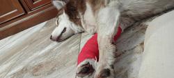 Found/Stray Female Dog last seen Rio grande and I-40, Albuquerque, NM 87123