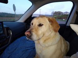 Found/Stray Male Dog last seen Hwy 47 outside of Yamhill,  Oakridge Rd & NW Moorse Valley Rd, Yamhill County, OR 97111