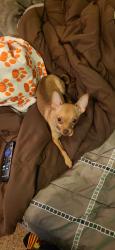 Lost Male Dog last seen Doubletree Hilton Hotel Bloomington 7800 Normandale Blvd , Minneapolis, MN 55439