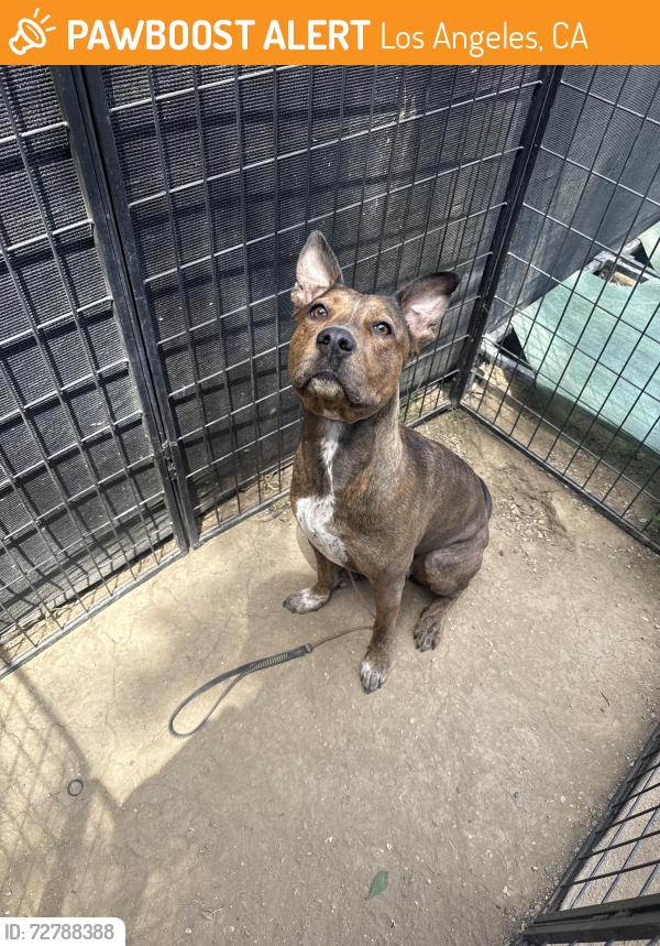 Found/Stray Female Dog last seen 3rd and rampart , Los Angeles, CA 90057