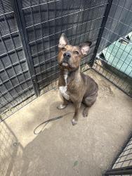 Found/Stray Female Dog last seen 3rd and rampart , Los Angeles, CA 90057