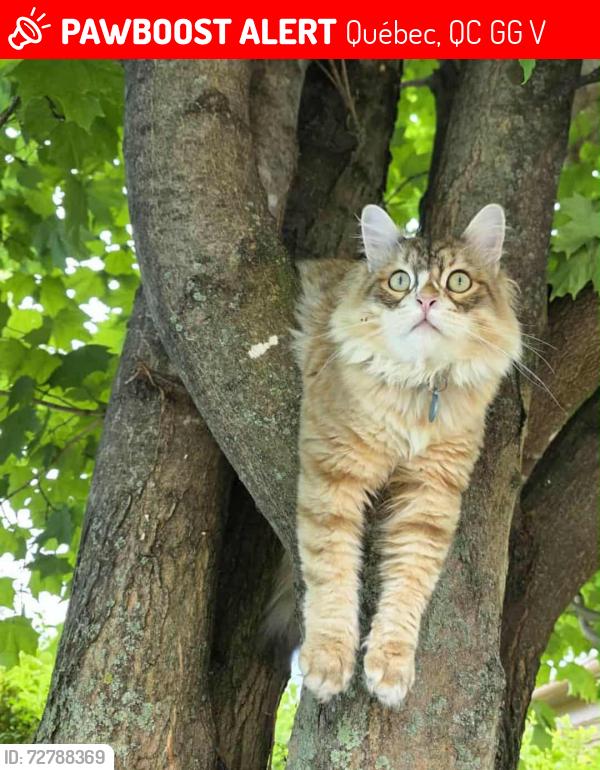Lost Male Cat last seen Quartier Jouvence, Québec, QC G2G 1V2
