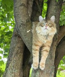 Lost Male Cat last seen Quartier Jouvence, Québec, QC G2G 1V2