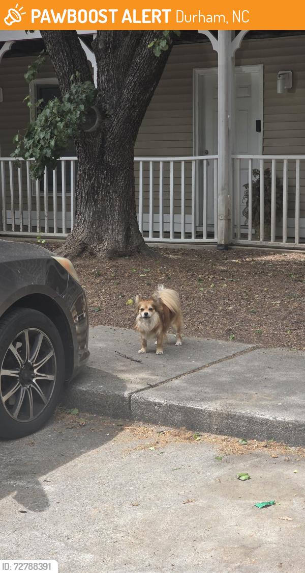 Found/Stray Unknown Dog last seen apmt residence near costco, Durham, NC 27705
