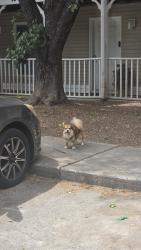 Found/Stray Unknown Dog last seen apmt residence near costco, Durham, NC 27705