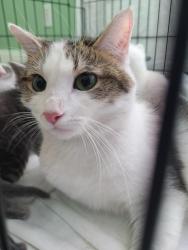 Shelter Stray Female Cat last seen , Portland, IN 47371