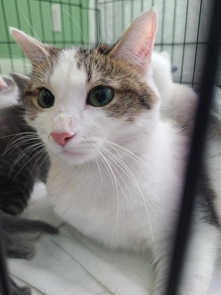 Shelter Stray Female Cat last seen , Portland, IN 47371