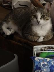 Lost Male Cat last seen aspen street, sycamore street, Alexandria, VA 22305