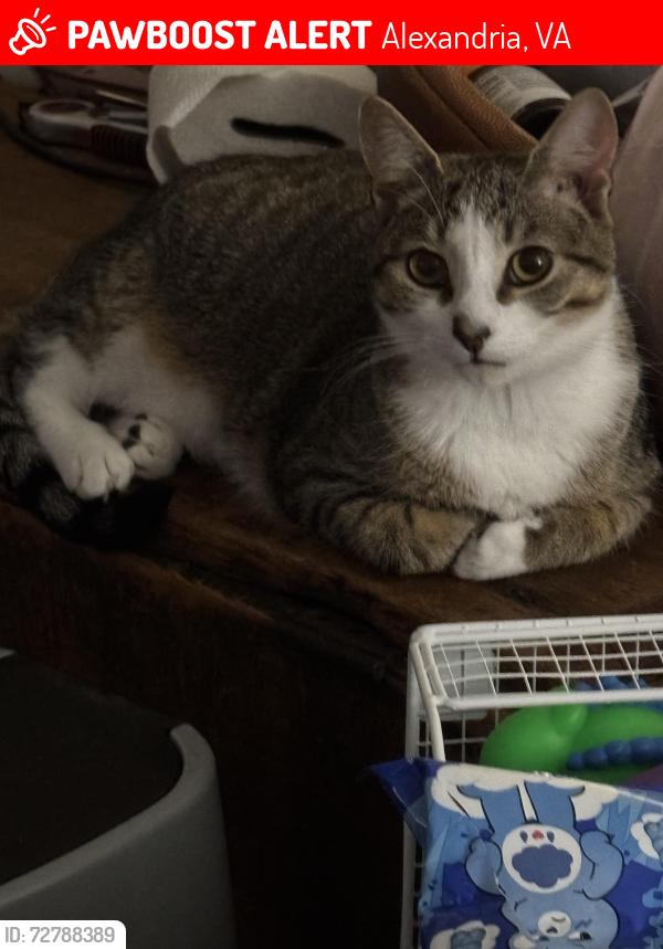 Lost Male Cat last seen aspen street, sycamore street, Alexandria, VA 22305