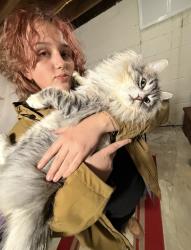 Lost Male Cat last seen roxbury, Syracuse, NY 13206
