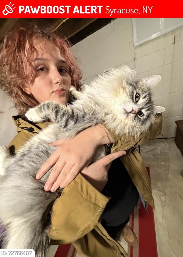 Lost Male Cat last seen roxbury, Syracuse, NY 13206