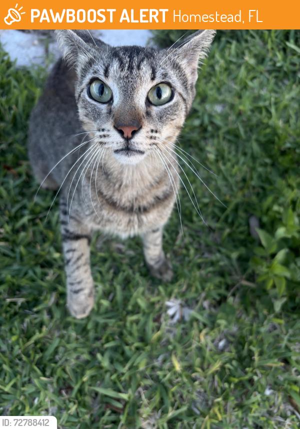 Found/Stray Unknown Cat last seen Lennar Pine Vista community , Homestead, FL 33030