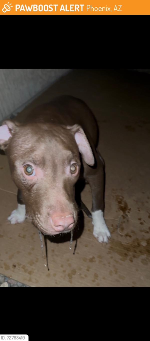 Found/Stray Female Dog last seen 71st Ave and Lower Buckeye , Phoenix, AZ 85043