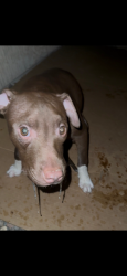 Found/Stray Female Dog last seen 71st Ave and Lower Buckeye , Phoenix, AZ 85043