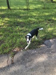 Found/Stray Unknown Dog last seen Near , Wills Point, TX 75169