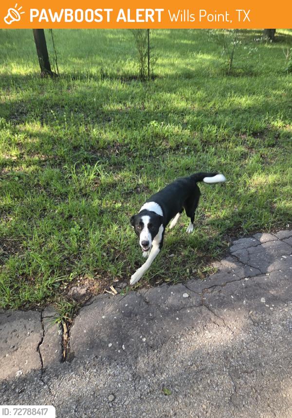 Found/Stray Unknown Dog last seen Near , Wills Point, TX 75169