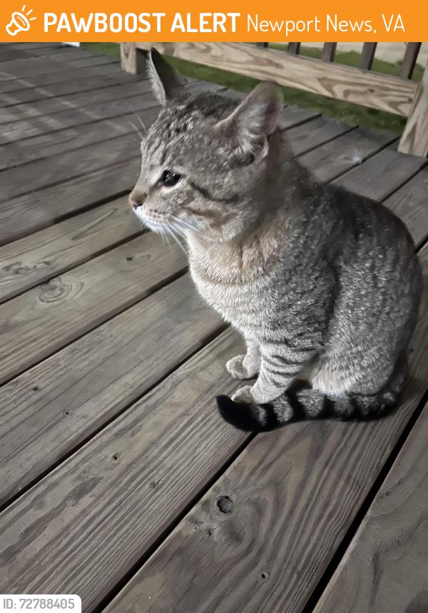 Found/Stray Male Cat last seen 27th Street & Marshall Avenue, Newport News, VA 23607