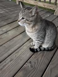 Found/Stray Male Cat last seen 27th Street & Marshall Avenue, Newport News, VA 23607