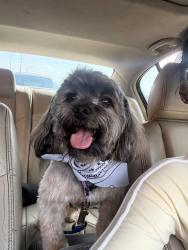 Lost Male Dog last seen Keeler and washington, Chicago, IL 60624