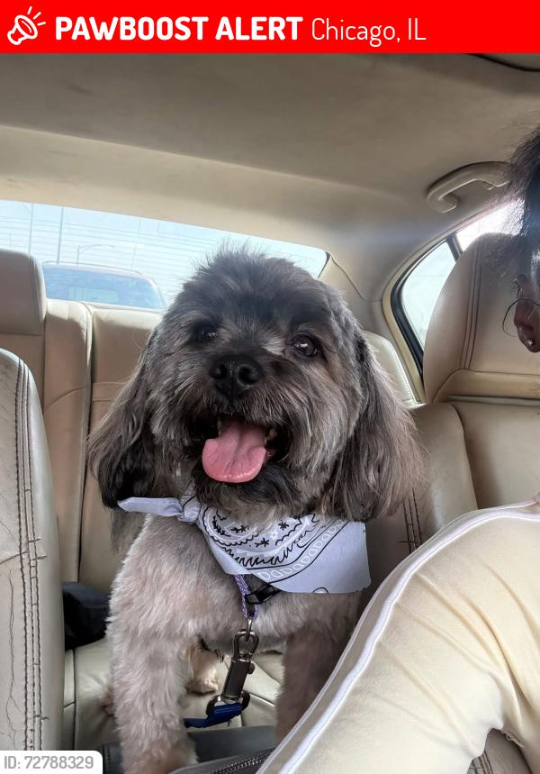 Lost Male Dog last seen Keeler and washington, Chicago, IL 60624