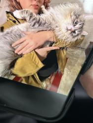 Lost Male Cat last seen Speedway gas station in lyncourt , Syracuse, NY 13208