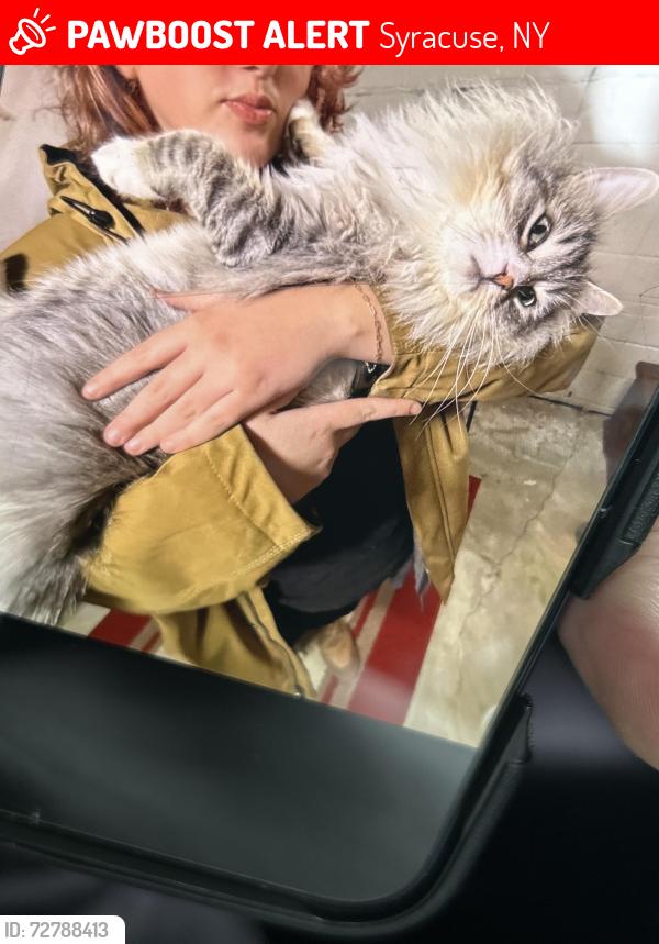 Lost Male Cat last seen Speedway gas station in lyncourt , Syracuse, NY 13208