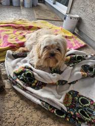 Found/Stray Female Dog last seen Ray and Hamilton, Chandler, AZ 85224
