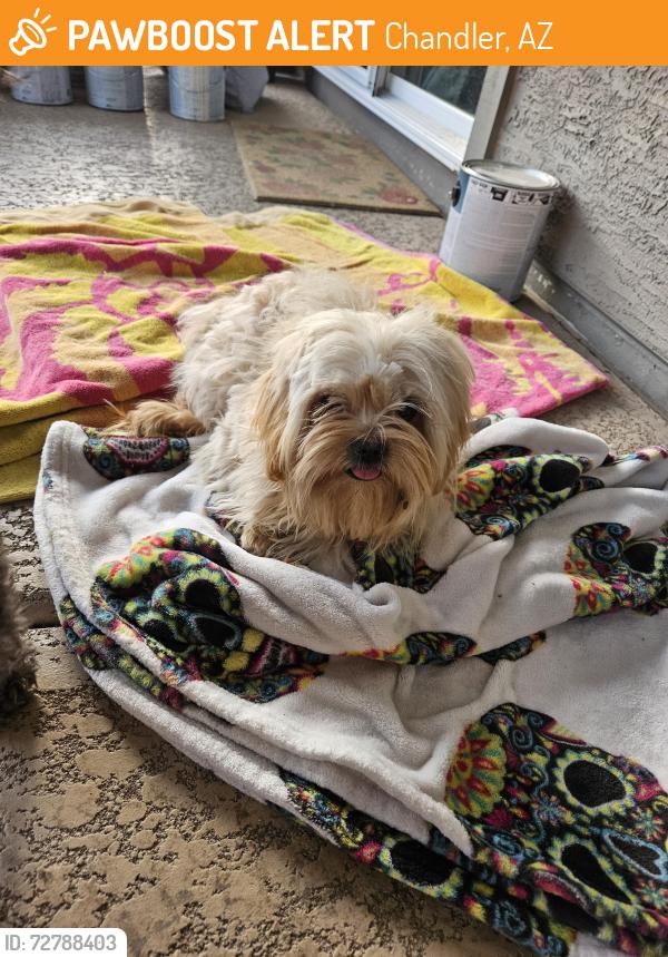 Found/Stray Female Dog last seen Ray and Hamilton, Chandler, AZ 85224