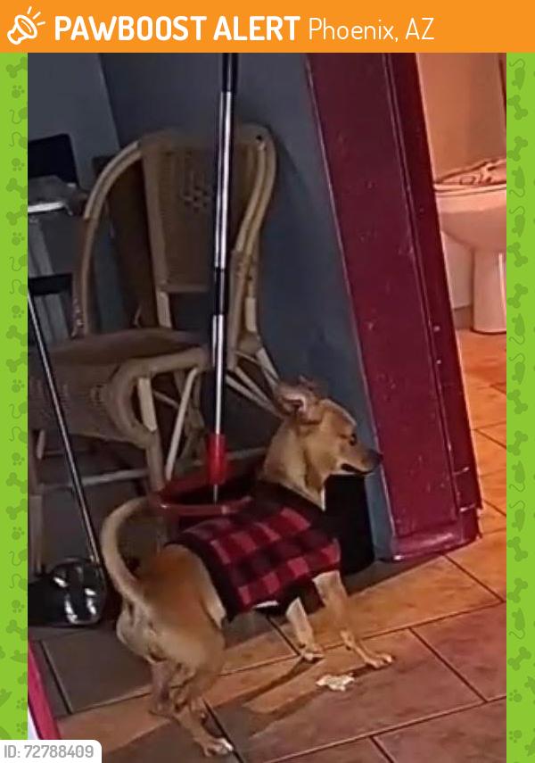 Found/Stray Male Dog last seen Found him 16 strand wood st, Phoenix, AZ 85040
