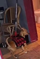 Found/Stray Male Dog last seen Found him 16 strand wood st, Phoenix, AZ 85040