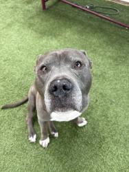 Shelter Stray Male Dog last seen Near BLOCK FISHEFRMAN ST, Doral, FL 33122