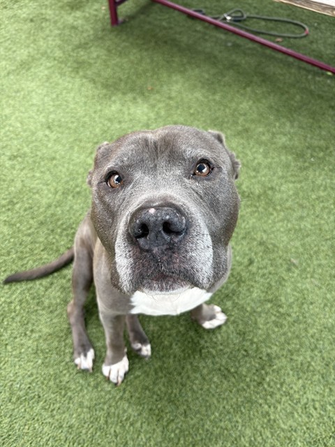 Shelter Stray Male Dog last seen Near BLOCK FISHEFRMAN ST, Doral, FL 33122