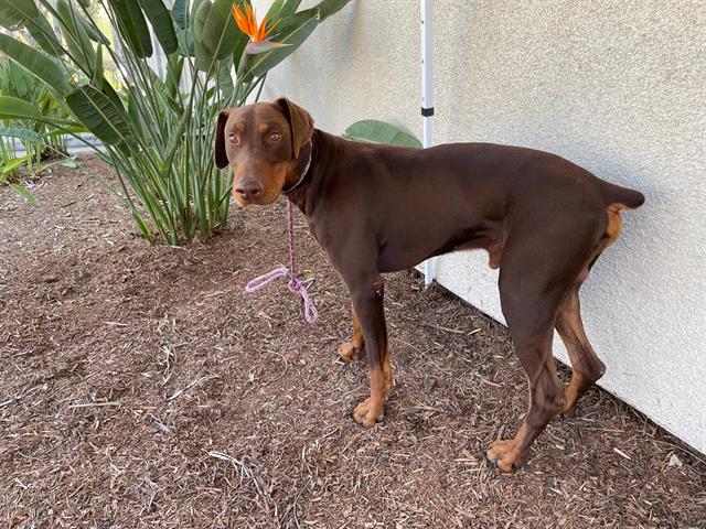 Shelter Stray Male Dog last seen , Los Angeles, CA 90031