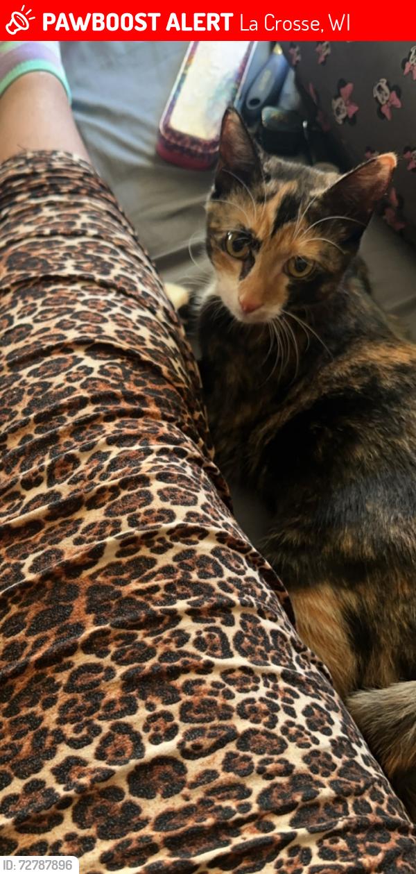 Lost Female Cat last seen N/A, La Crosse, WI 54602