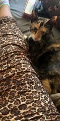 Lost Female Cat last seen N/A, La Crosse, WI 54602