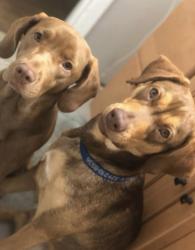 Lost Male Dog last seen Lee road and edgewater drive, Orlando, FL 32810