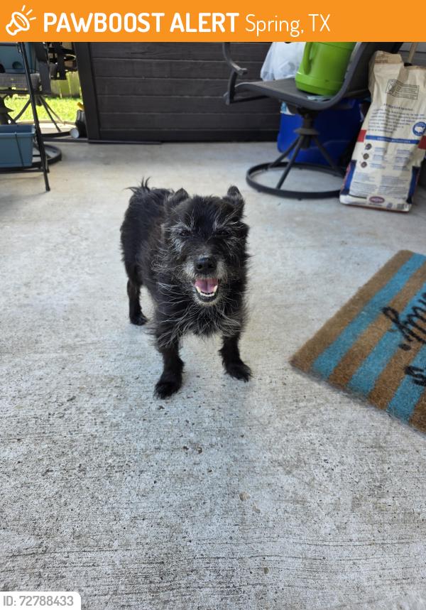 Found/Stray Unknown Dog last seen Cypresswood and C Leo street, Spring, TX 77373