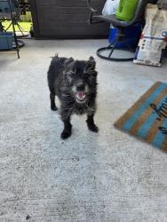 Found/Stray Unknown Dog last seen Cypresswood and C Leo street, Spring, TX 77373