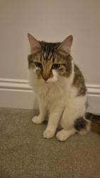 Lost Male Cat last seen Reynolds road west green crawley , West Green, England 