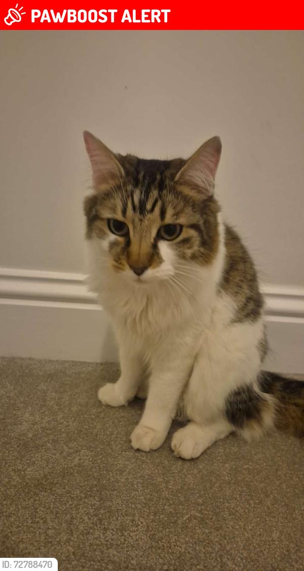 Lost Male Cat last seen Reynolds road west green crawley , West Green, England 