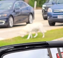 Lost Unknown Dog last seen Kirkwood , Houston, TX 77063