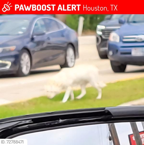 Lost Unknown Dog last seen Kirkwood , Houston, TX 77063