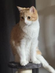 Lost Female Cat last seen 34th and euclid, Wichita, KS 67217