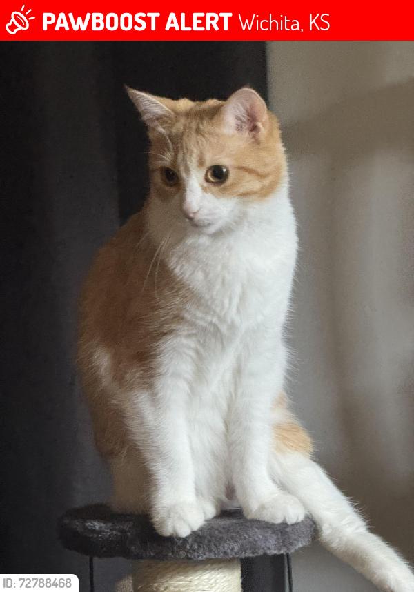 Lost Female Cat last seen 34th and euclid, Wichita, KS 67217