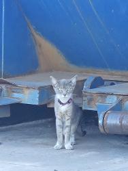 Found/Stray Unknown Cat last seen Near nw and 77 ct medley ,next to palmeto, Doral, FL 33166