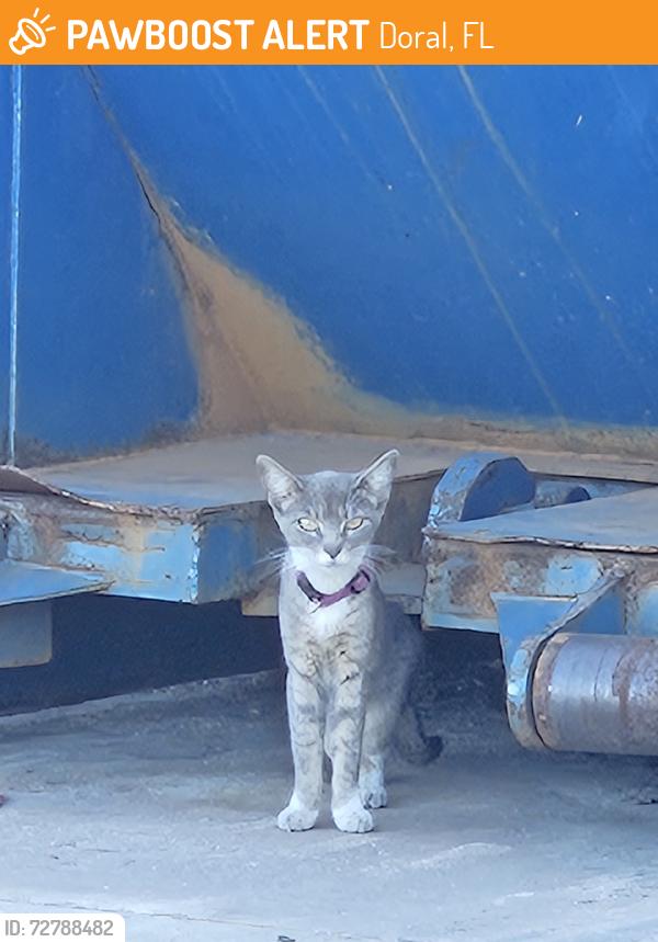 Found/Stray Unknown Cat last seen Near nw and 77 ct medley ,next to palmeto, Doral, FL 33166