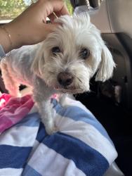 Found/Stray Unknown Dog last seen Caroll Ave & Munger, Dallas, TX 75204
