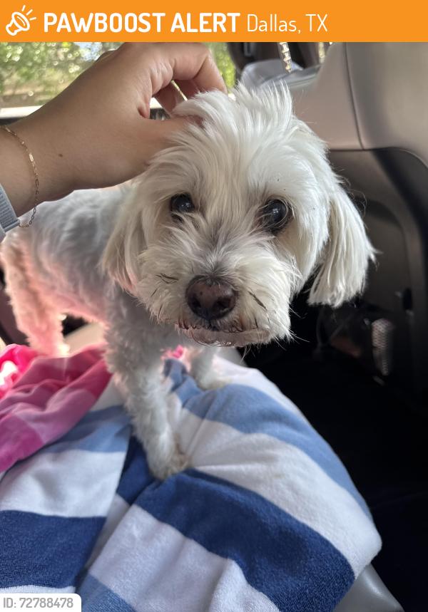 Found/Stray Unknown Dog last seen Caroll Ave & Munger, Dallas, TX 75204