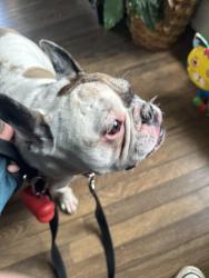Found/Stray Male Dog last seen By aviary, Pittsburgh, PA 15212
