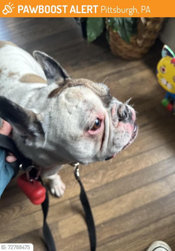 Found/Stray Male Dog last seen By aviary, Pittsburgh, PA 15212